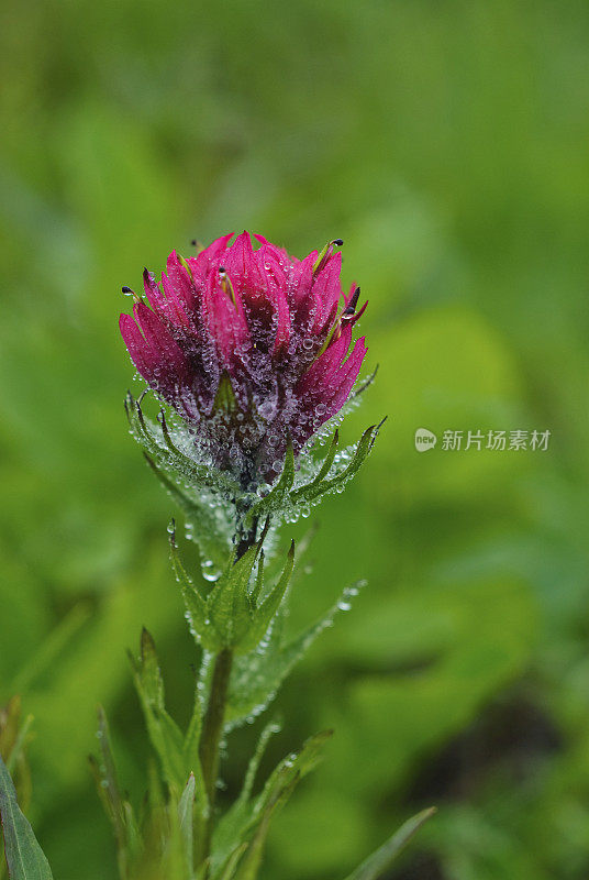 Indian Paintbrush With Dew Drops
